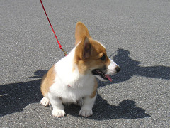 Resize of PICT0770_thumb.jpg